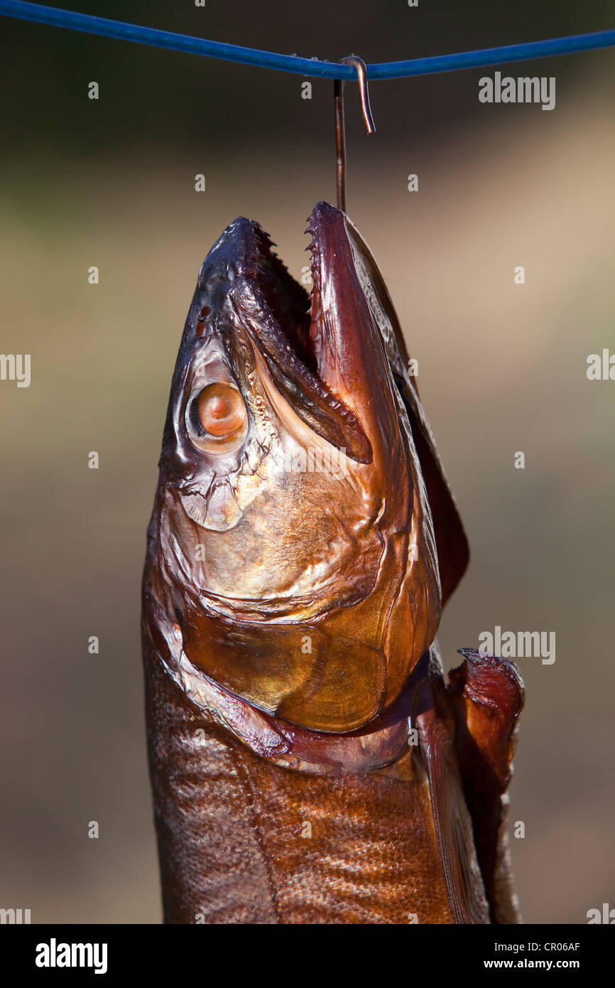 Pesce affumicato, trota di lago (Salvelinus namaycush) Foto Stock