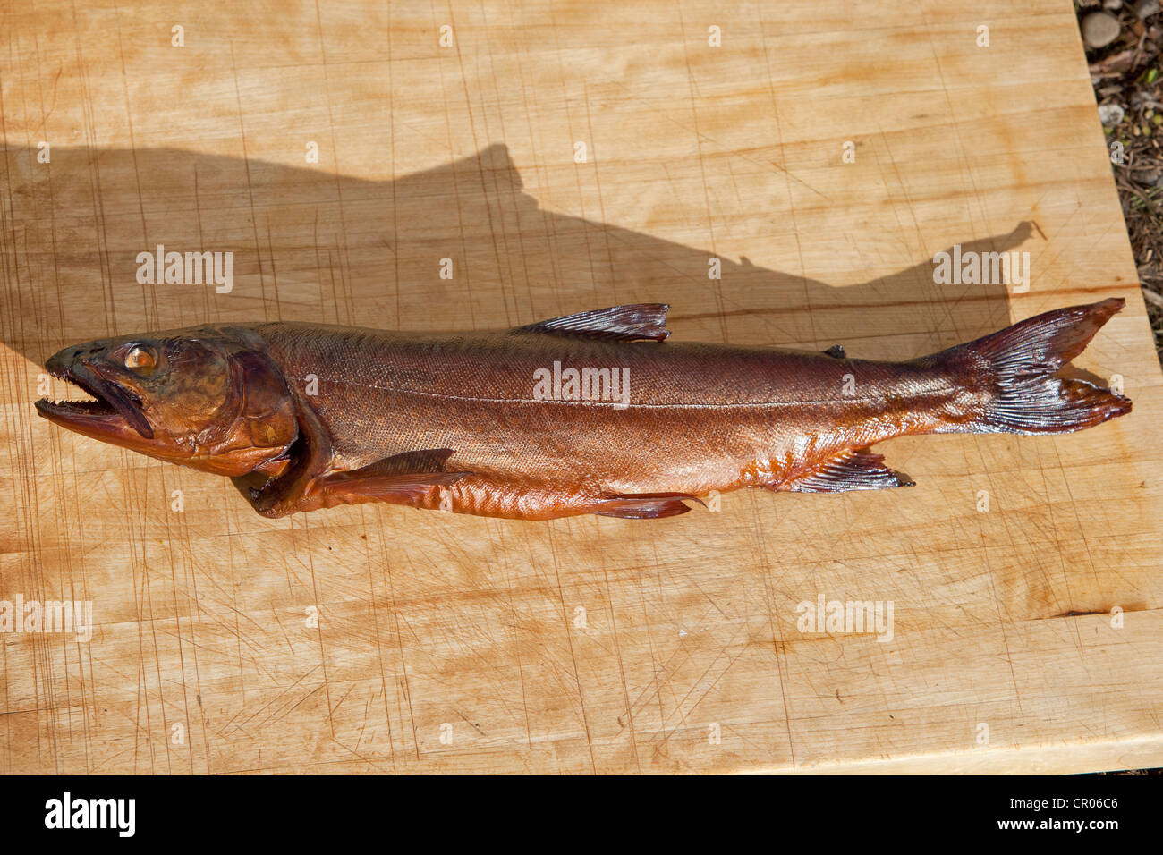 Pesce affumicato, trota di lago (Salvelinus namaycush), Yukon Territory, Canada Foto Stock