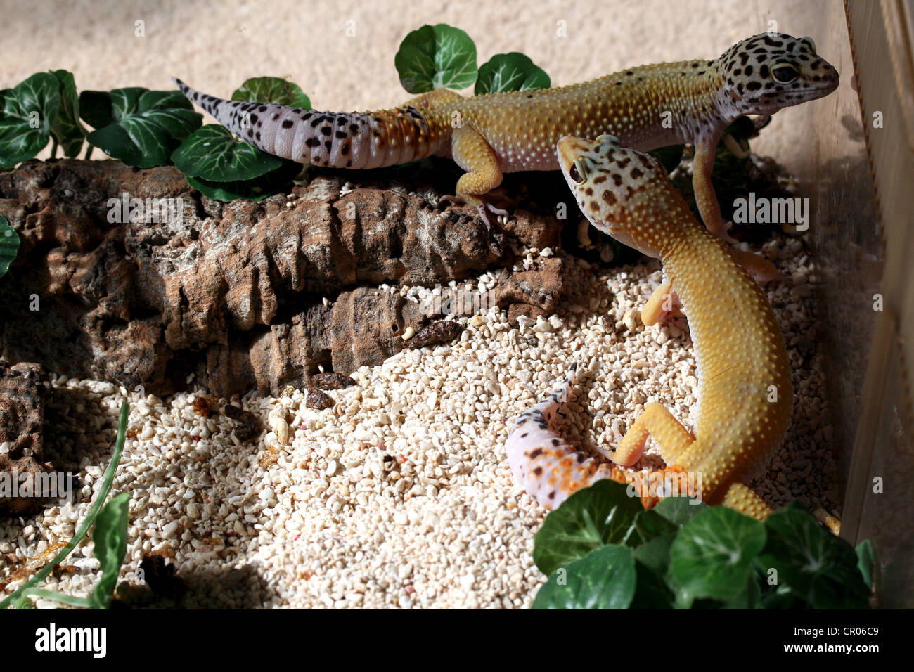 Leopard Gecko (Eublepharis Macularius) il pane e fotografati in cattività in lincolnshire, England, Regno Unito Foto Stock