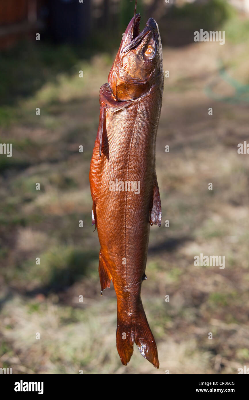 Pesce affumicato, trota di lago (Salvelinus namaycush), Yukon Territory, Canada Foto Stock