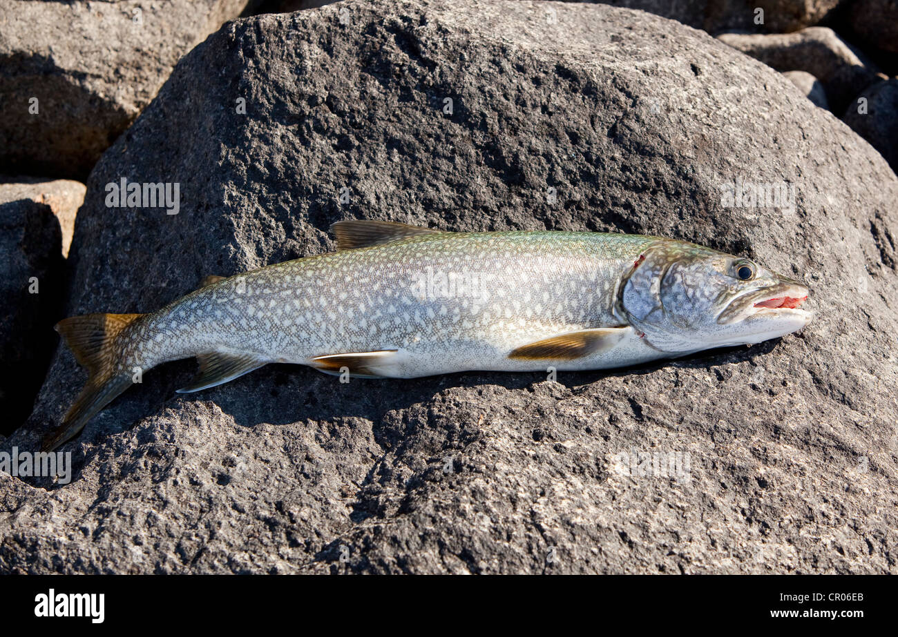 Trota di lago (Salvelinus namaycush), Kusawa Lago, Yukon Territory, Canada Foto Stock