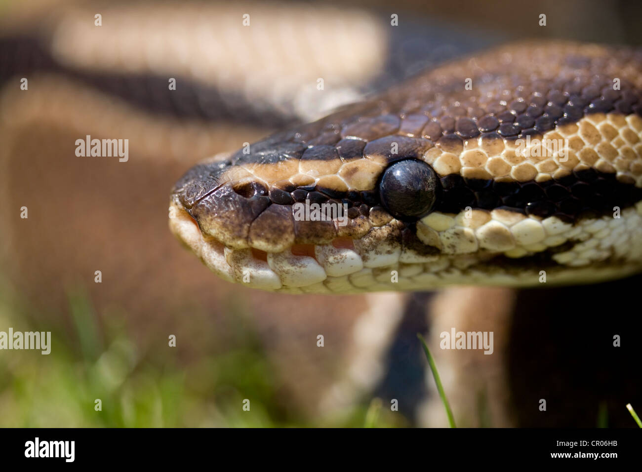 ROYAL Python Python regius, fotografati sotto la luce naturale in Lincoln, Lincolnshire, England, Regno Unito Foto Stock