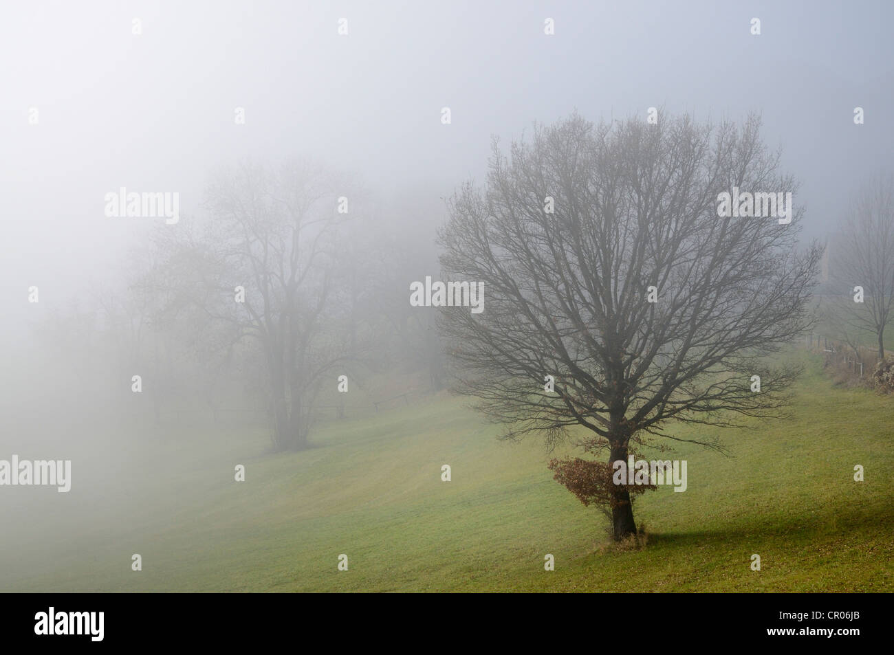 Nebbia umore, rehgras, sentiero escursionistico sulla montagna hocheck, triestingtal, Austria inferiore, Austria, Europa Foto Stock