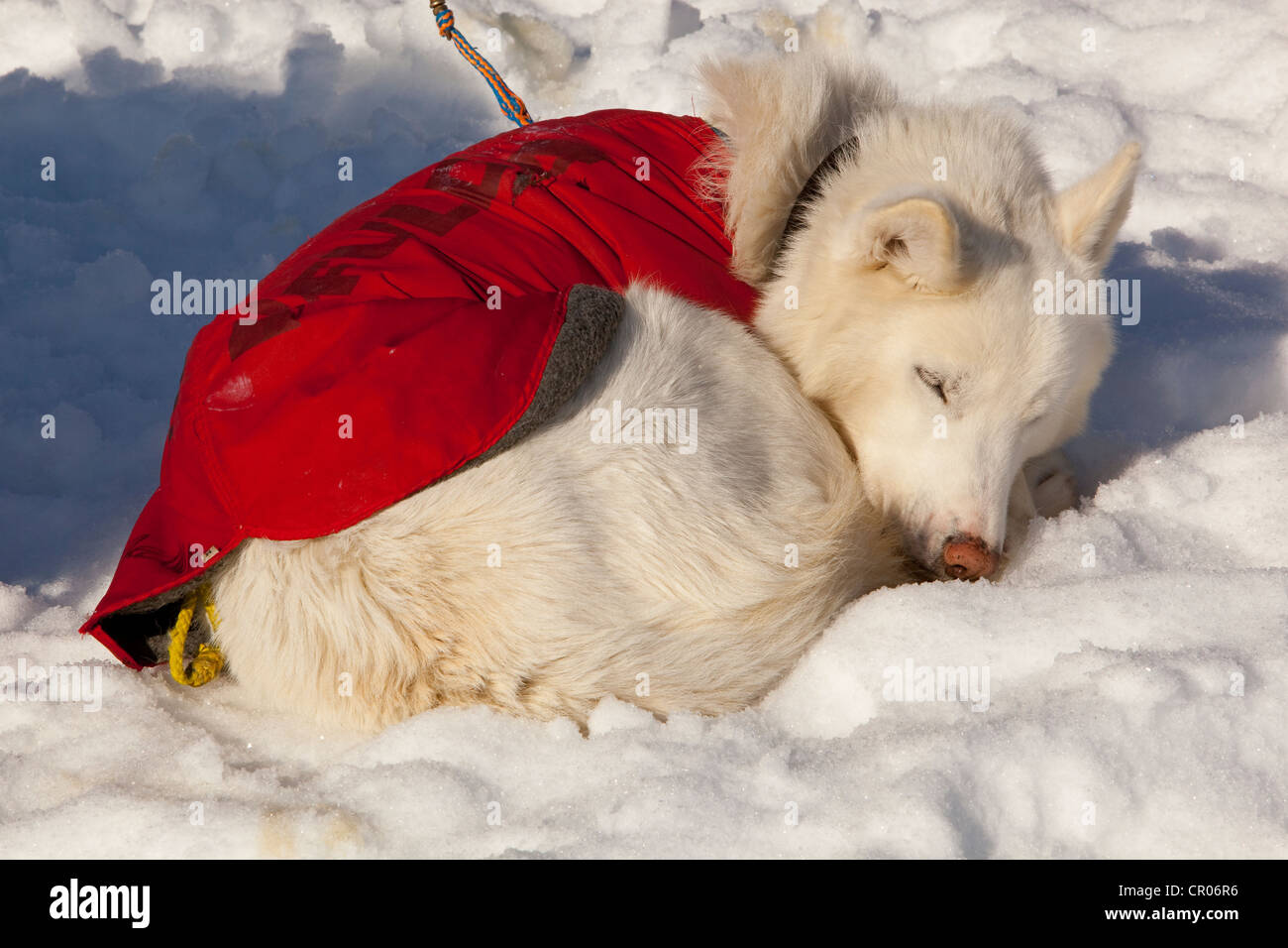 White Sled Dog con cane cappotto appoggiato, dorme nella neve e sole, avvolto a ricciolo, cianfrinare il cavo, Alaskan Husky, Yukon Territory Foto Stock