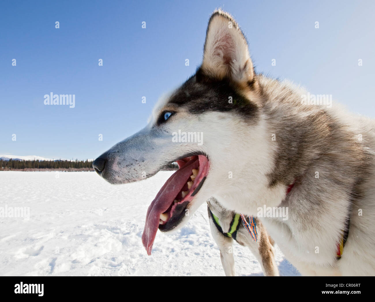 Ritratto di ansimando sled dog, cane piombo, Alaskan Husky, congelati Yukon River, Yukon Territory, Canada Foto Stock