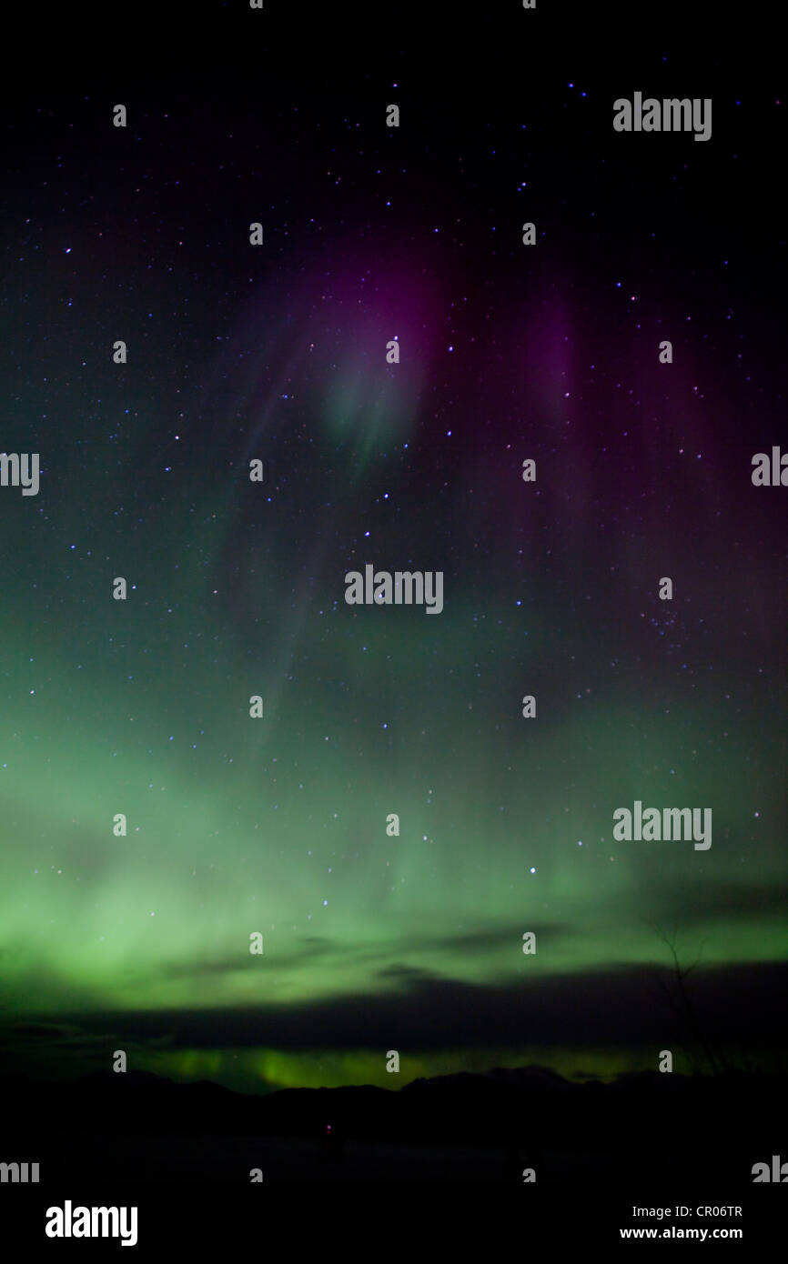 Northern lights polari (Aurora boreale), tende, verde, viola, vicino a Whitehorse, Yukon Territory, Canada Foto Stock