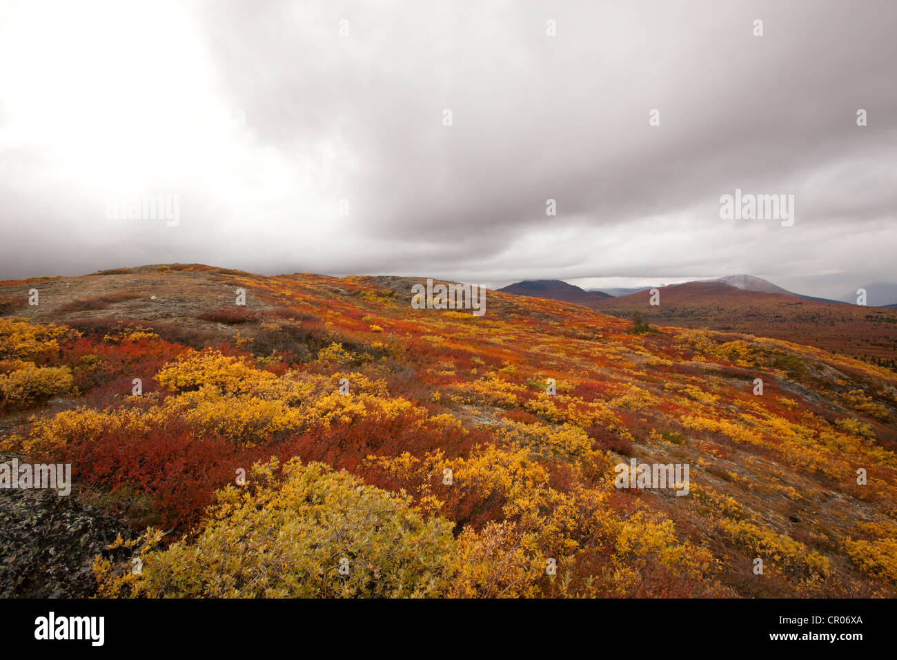 Sub-tundra alpina, estate indiana, le foglie in autunno i colori dell'autunno, nei pressi di pesce di lago, Yukon Territory, Canada Foto Stock