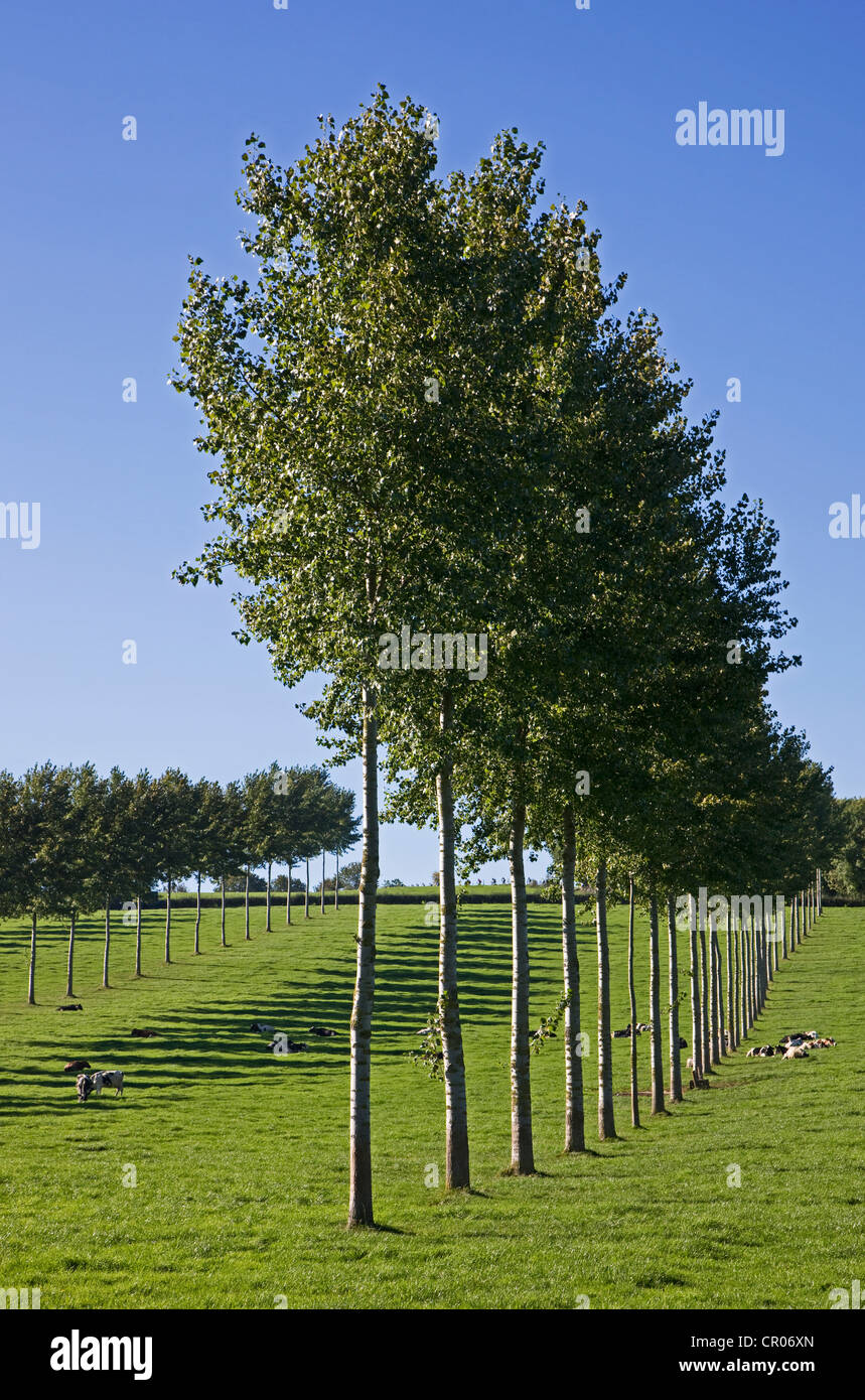 Fila di pioppi (populus) in campo con mucche, Belgio Foto Stock