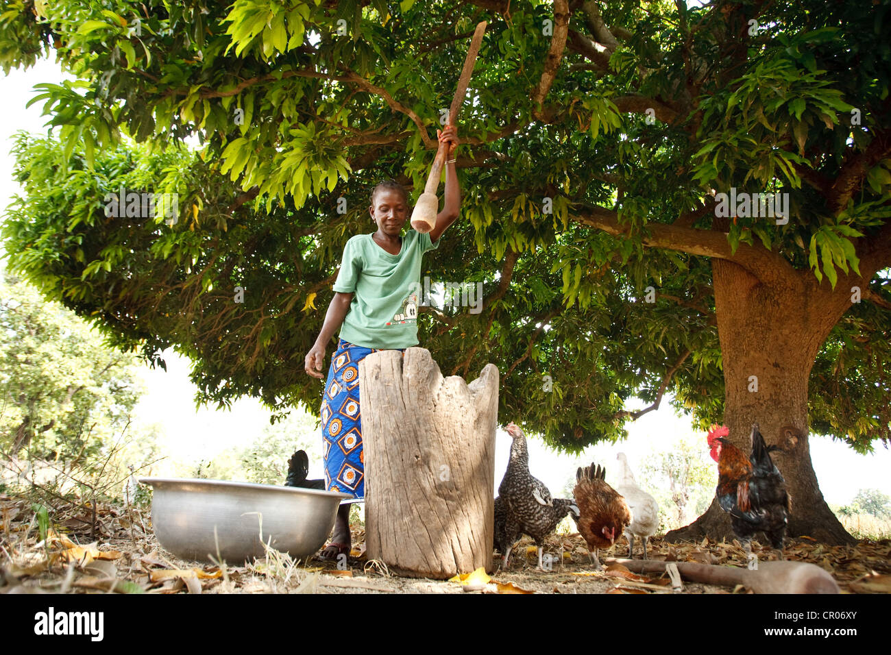 Kambou Lononbeni libbre il mais nel villaggio di Panzarani, regione di Zanzan, Costa d'Avorio il venerdì 25 novembre, 2011. Foto Stock