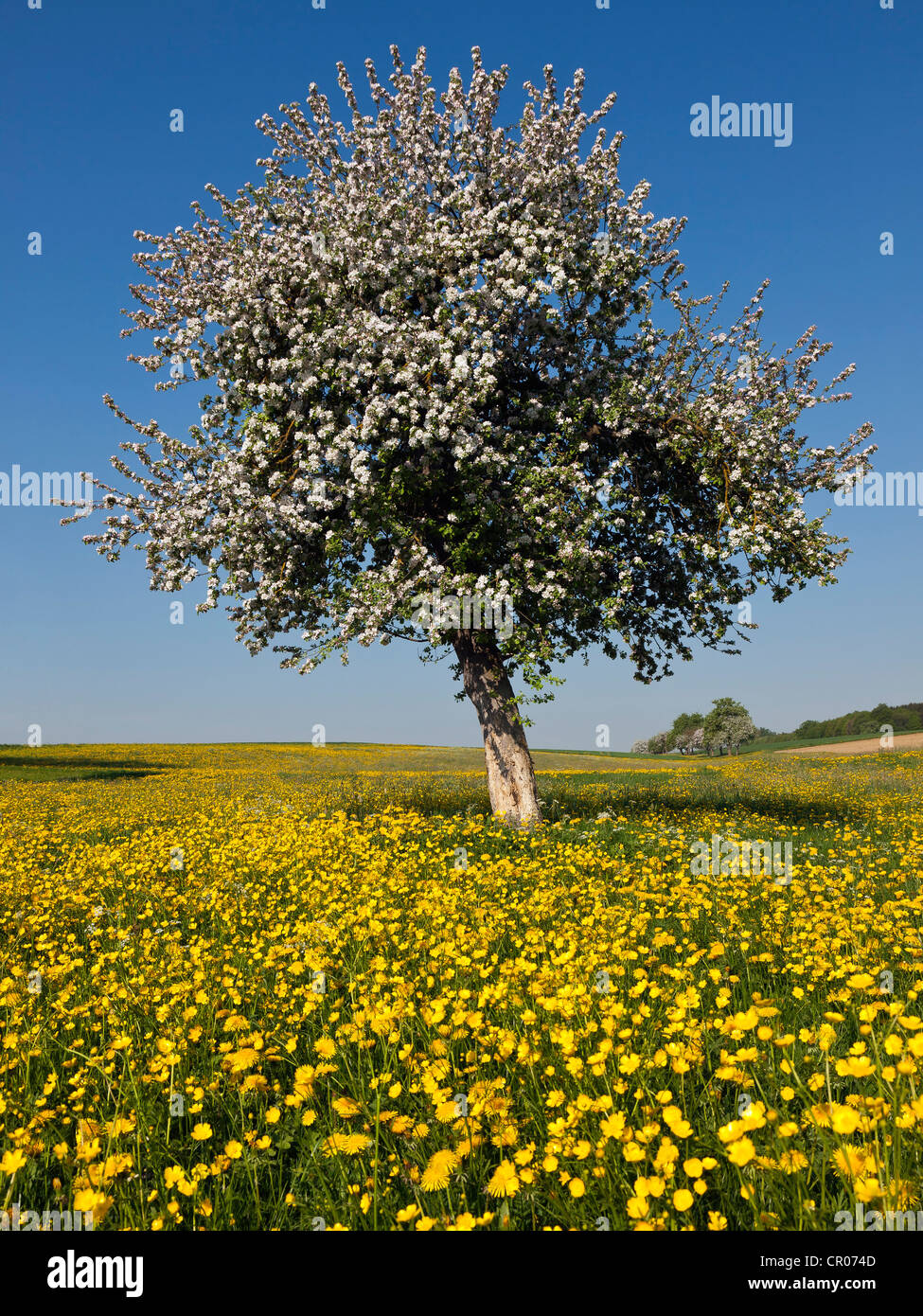 Fioritura di melo su un prato a molla Foto Stock