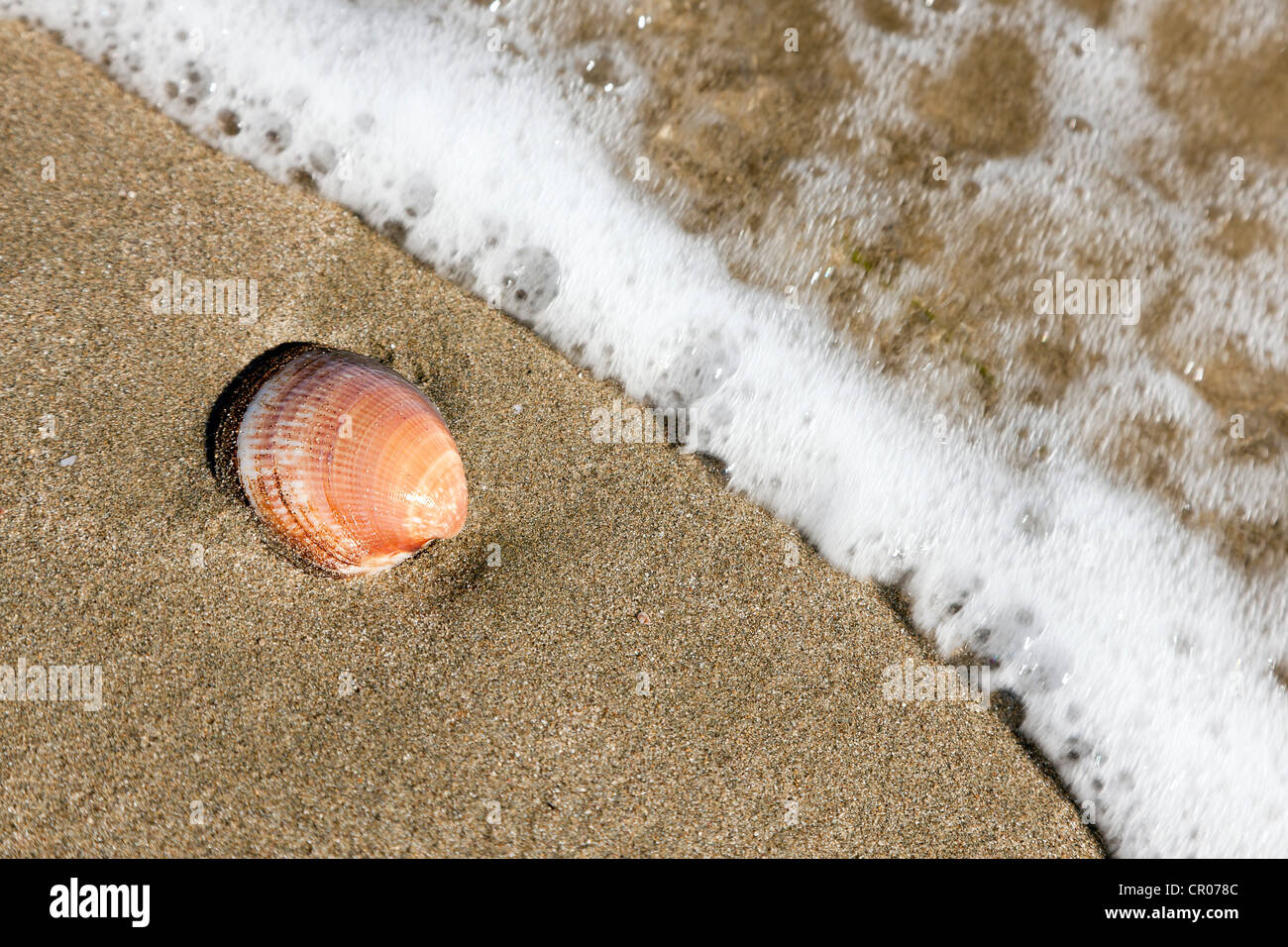 Un guscio nella sabbia sulla spiaggia Foto Stock