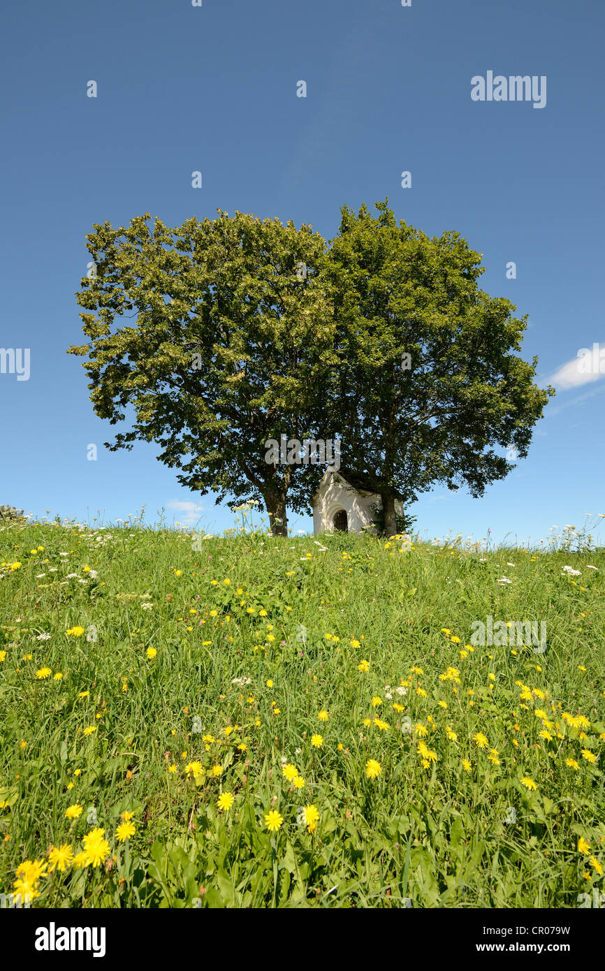 Cappella sotto un tiglio (Tilia), gerichtsberg montagna, triestingtal valley, Austria inferiore, Austria, Europa Foto Stock