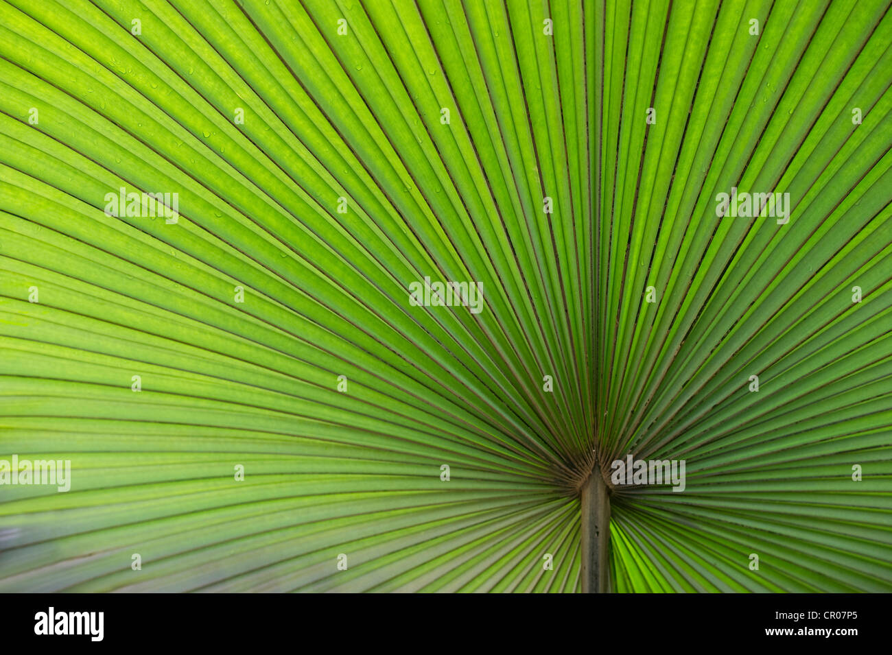 California Washingtonia, Northern Washingtonia, California fan pal (Washingtonia filifera), palm frond Foto Stock