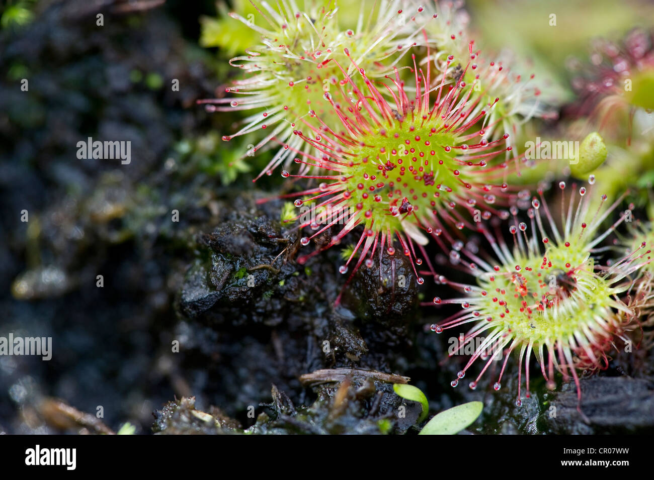 Sundews, piante carnivore, Foresta Nera meridionale, Baden-Wuerttemberg, Germania, Europa Foto Stock