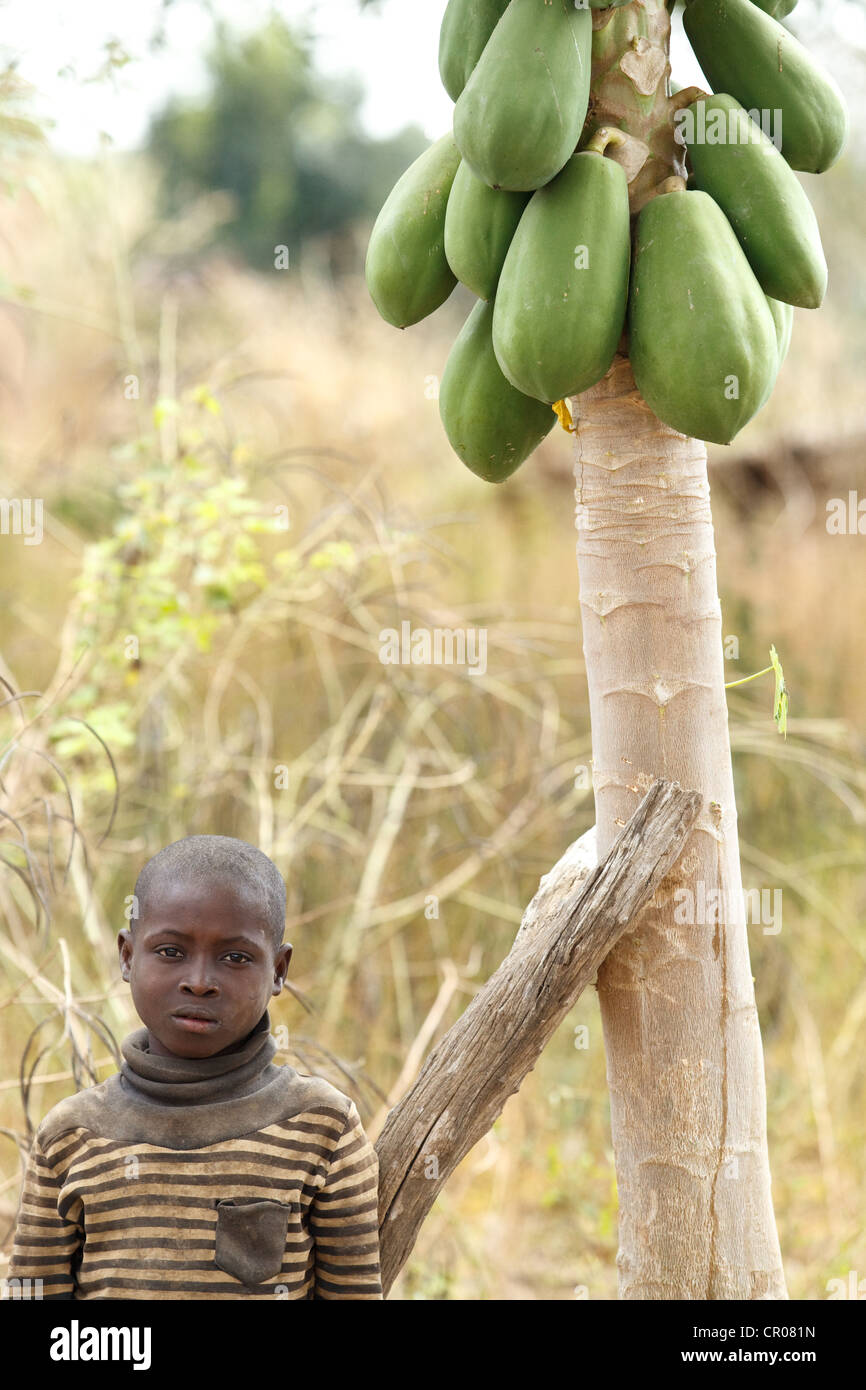 Un ragazzo sta sotto un albero di papaia nel villaggio di Kirkpadouo, regione di Zanzan, Costa d'Avorio il sabato 26 novembre, 2011. Foto Stock