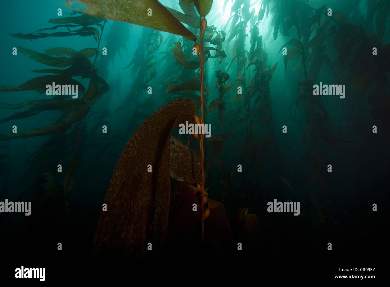 Giant kelp subacquea flottante Foto Stock
