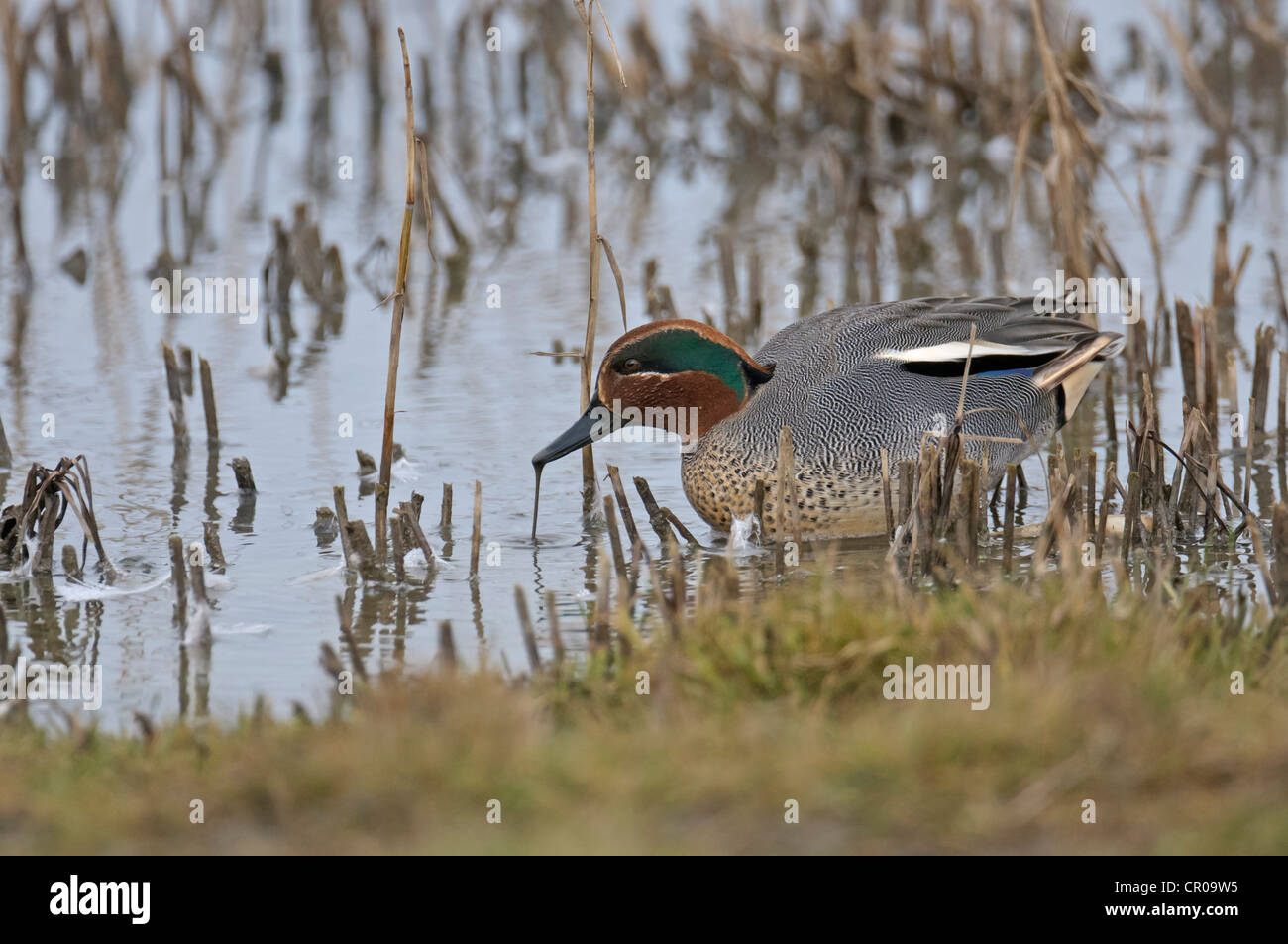 Comune (teal Anas crecca) drake di alimentazione. Norfolk. Marzo. Foto Stock