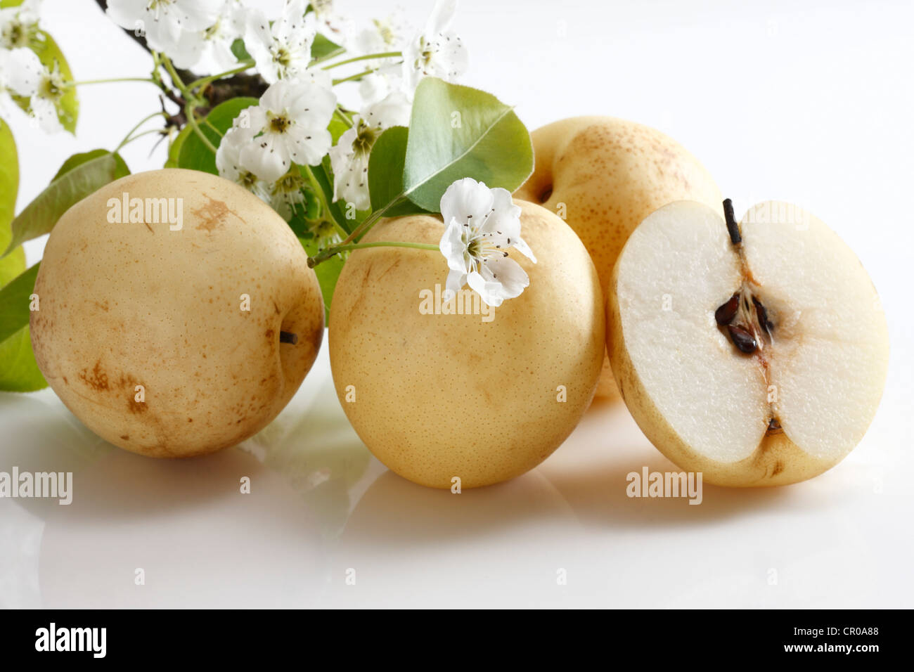 Cinese Pere Nashi (Pyrus pyrifolia) con fiori Foto Stock