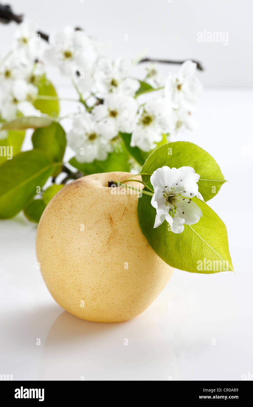 Cinese Pere Nashi (Pyrus pyrifolia) con fiori Foto Stock