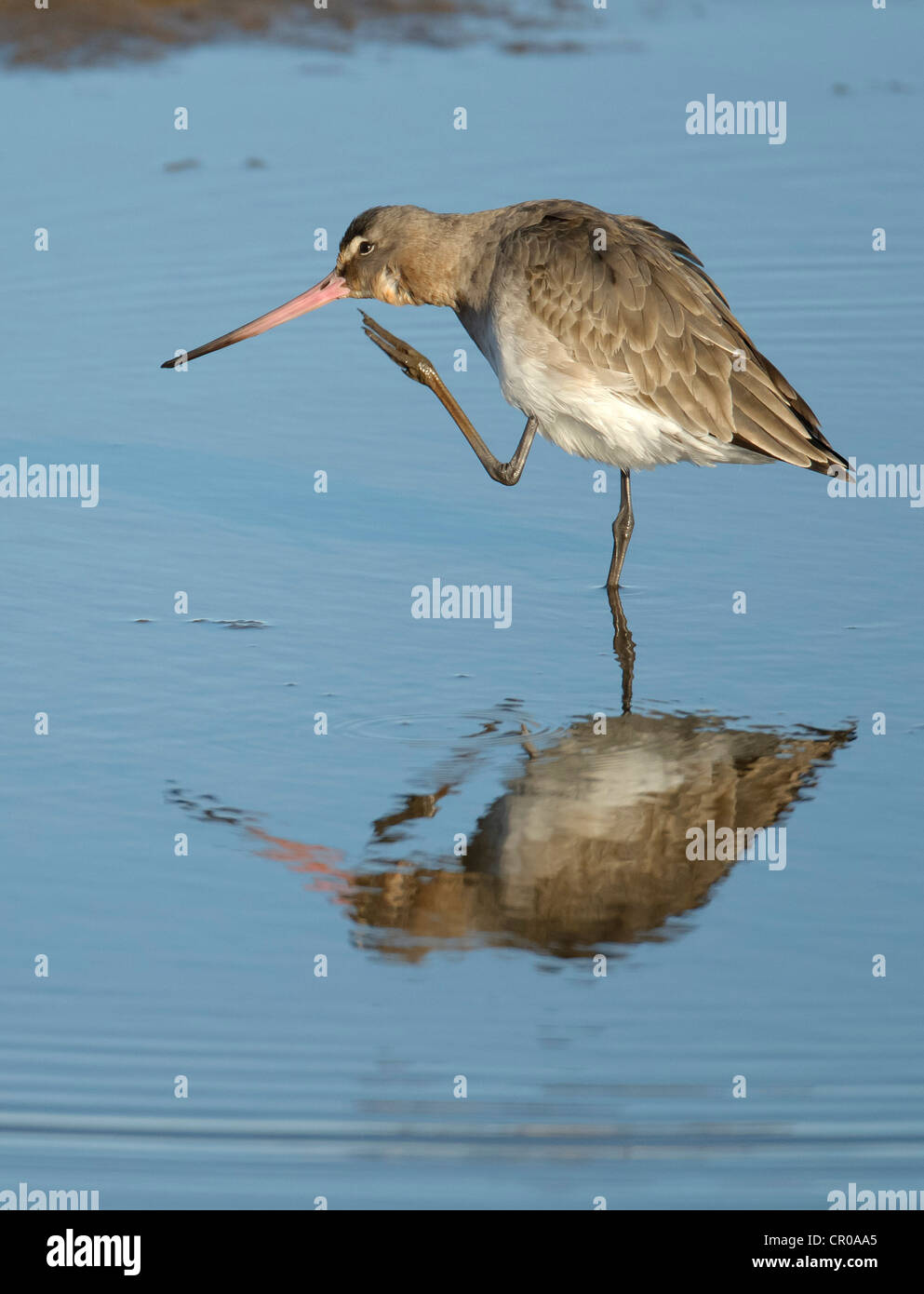 Nero-tailed godwit (Limosa limosa) adulto in livrea invernale preening stesso in laguna poco profonda sulla Costa North Norfolk. Marzo. Foto Stock