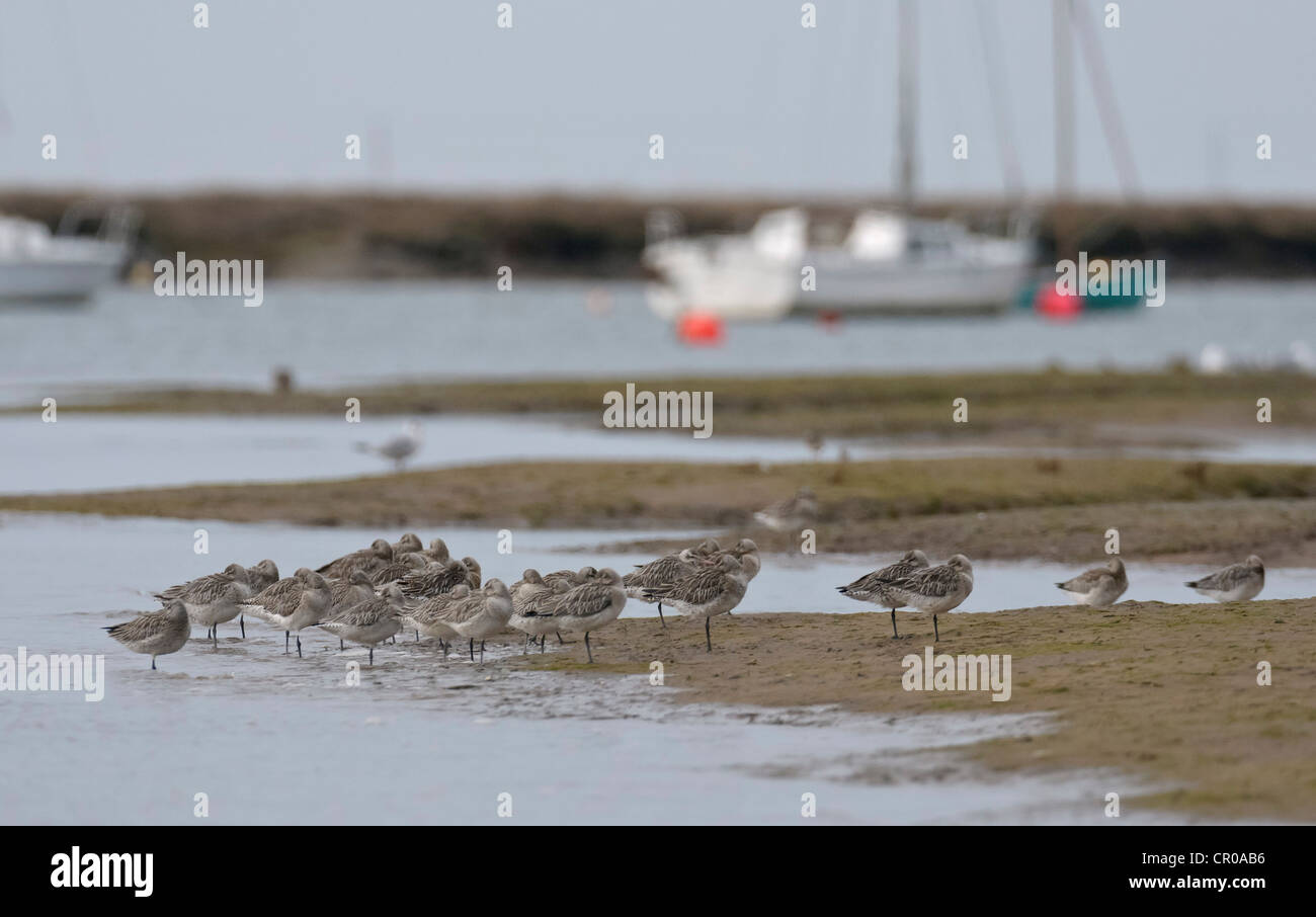 Gregge di bar-tailed godwits (Limosa lapponica) sono ' appollaiati su un banco di sabbia in acqua alta in un torrente di marea in North Norfolk. Foto Stock