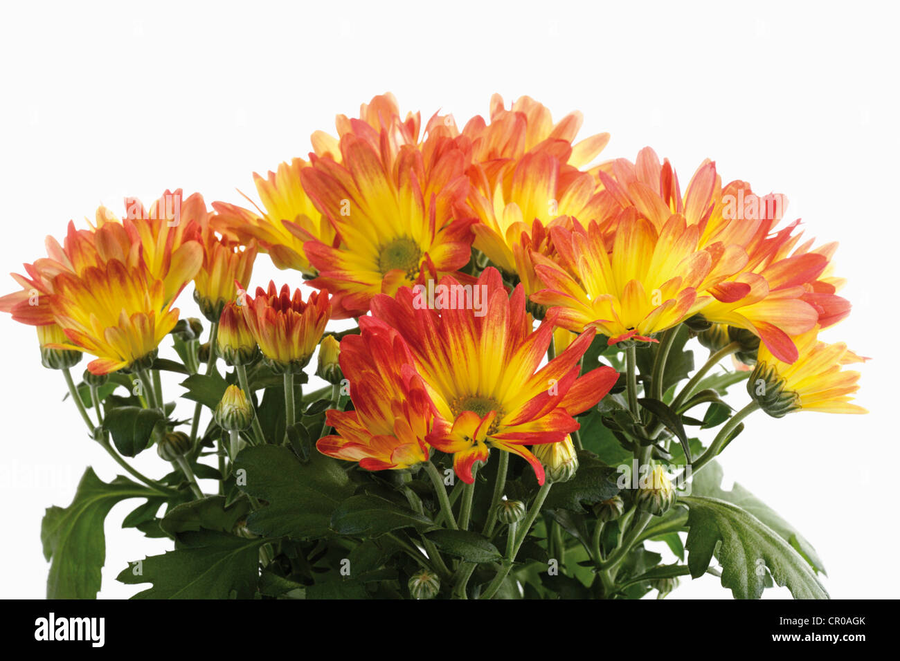 Crisantemi (crisantemo indicum) Foto Stock