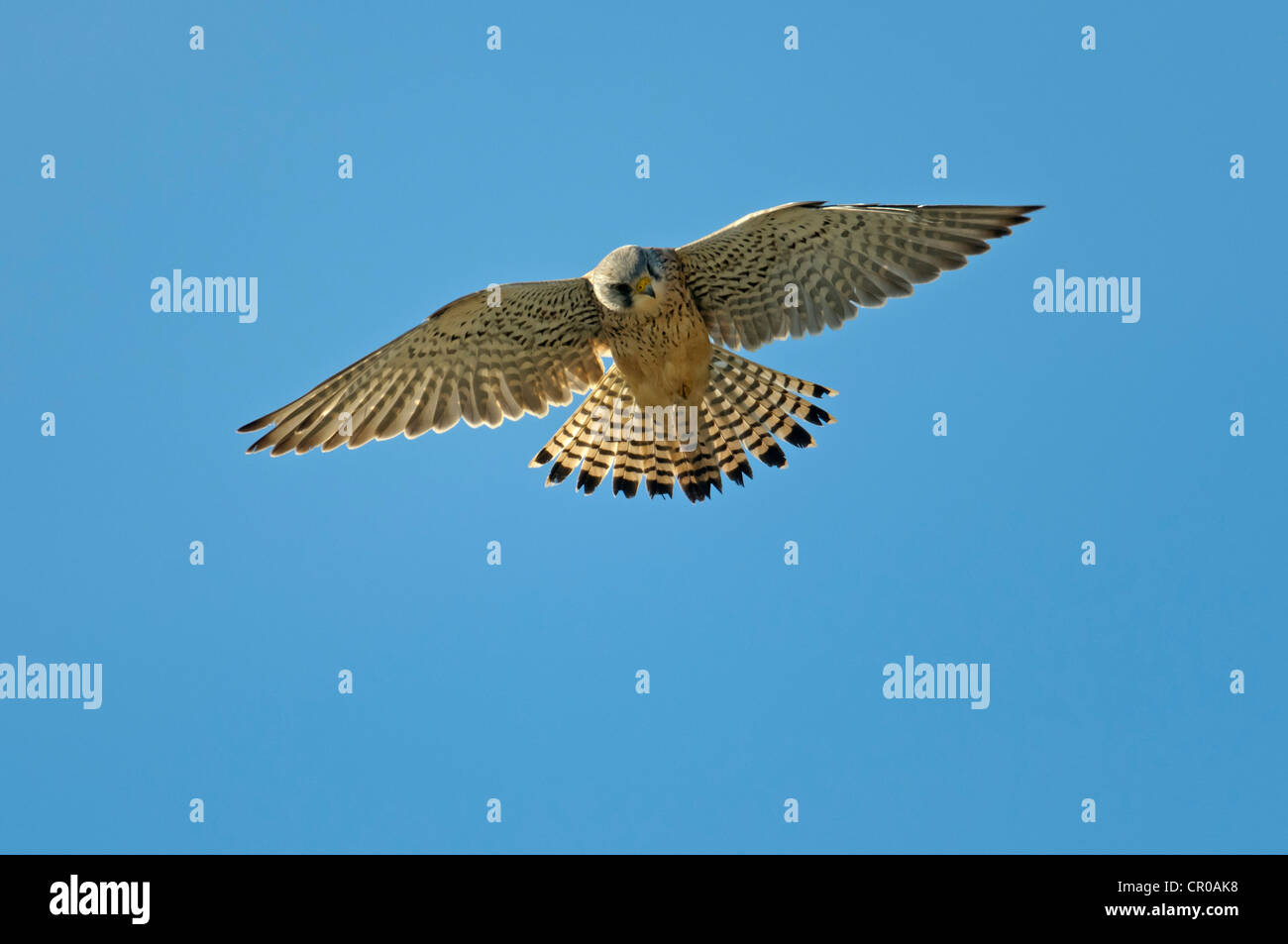 Comune di gheppio (Falco tinnunculus) maschio in bilico in volo. Norfolk, Inghilterra. Maggio. Foto Stock