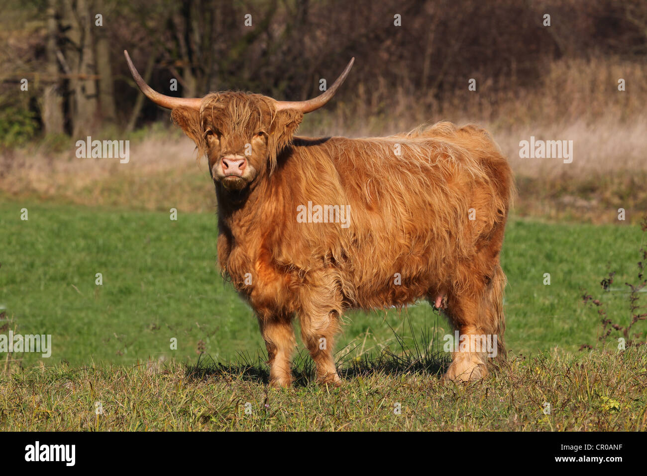 Highland scozzesi bovini (Bos primigenius f. taurus), Allgaeu, Baviera, Germania, Europa Foto Stock
