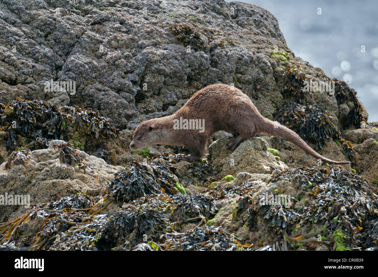 Lontra eurasiatica (Lutra lutra) sul roccioso riva del mare. Le Isole Shetland. Giugno. Foto Stock