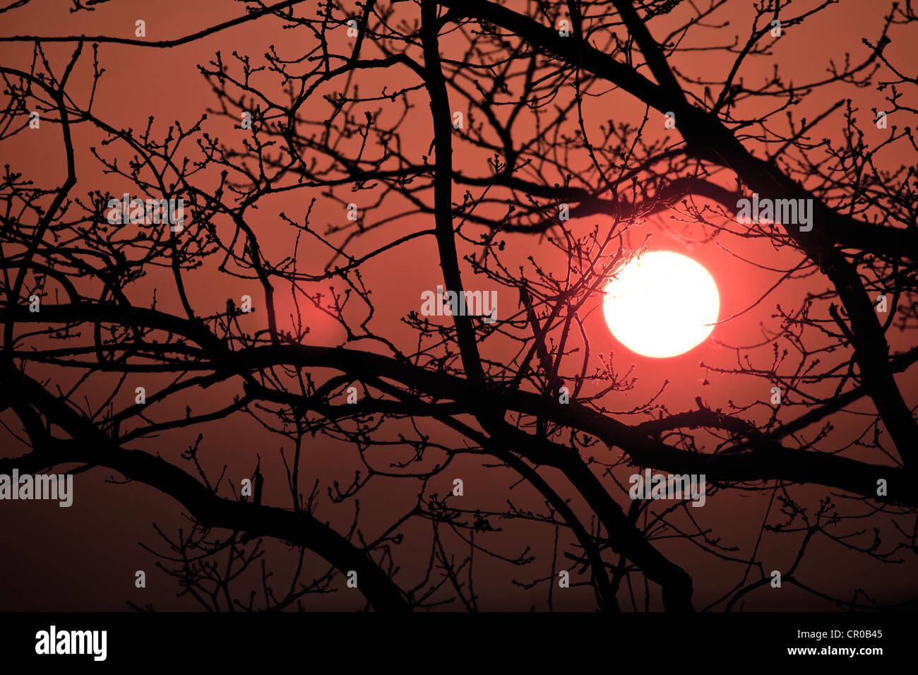 Impostazione sun incorniciata da un albero in inverno, Sassonia-Anhalt, Germania, Europa Foto Stock