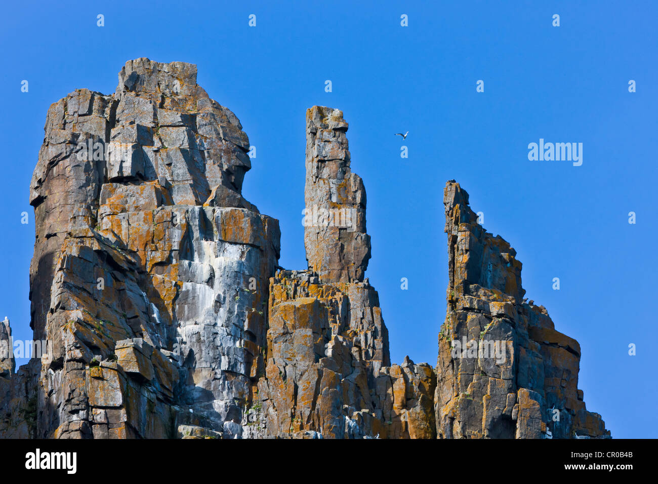 La colonia di uccelli a Alkefjellet, basalto cliff vivace con 60.000 coppie riproduttrici di Brunnich's guillemots, Spitsbergen, Norvegia Foto Stock