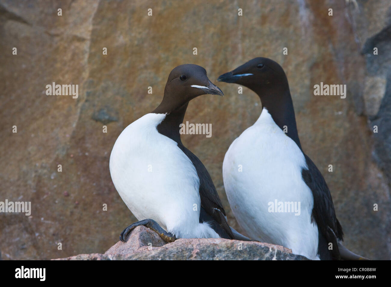 Brunnich's guillemots sulla scogliera di basalto, colonia di uccelli a Alkefjellet, Spitsbergen, Norvegia Foto Stock