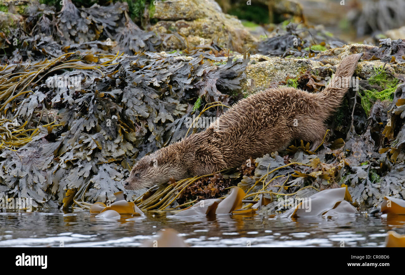 Lontra eurasiatica (Lutra lutra) adulto entrando in mare dopo un sonno di terra. Isole Shetland. Giugno. Foto Stock