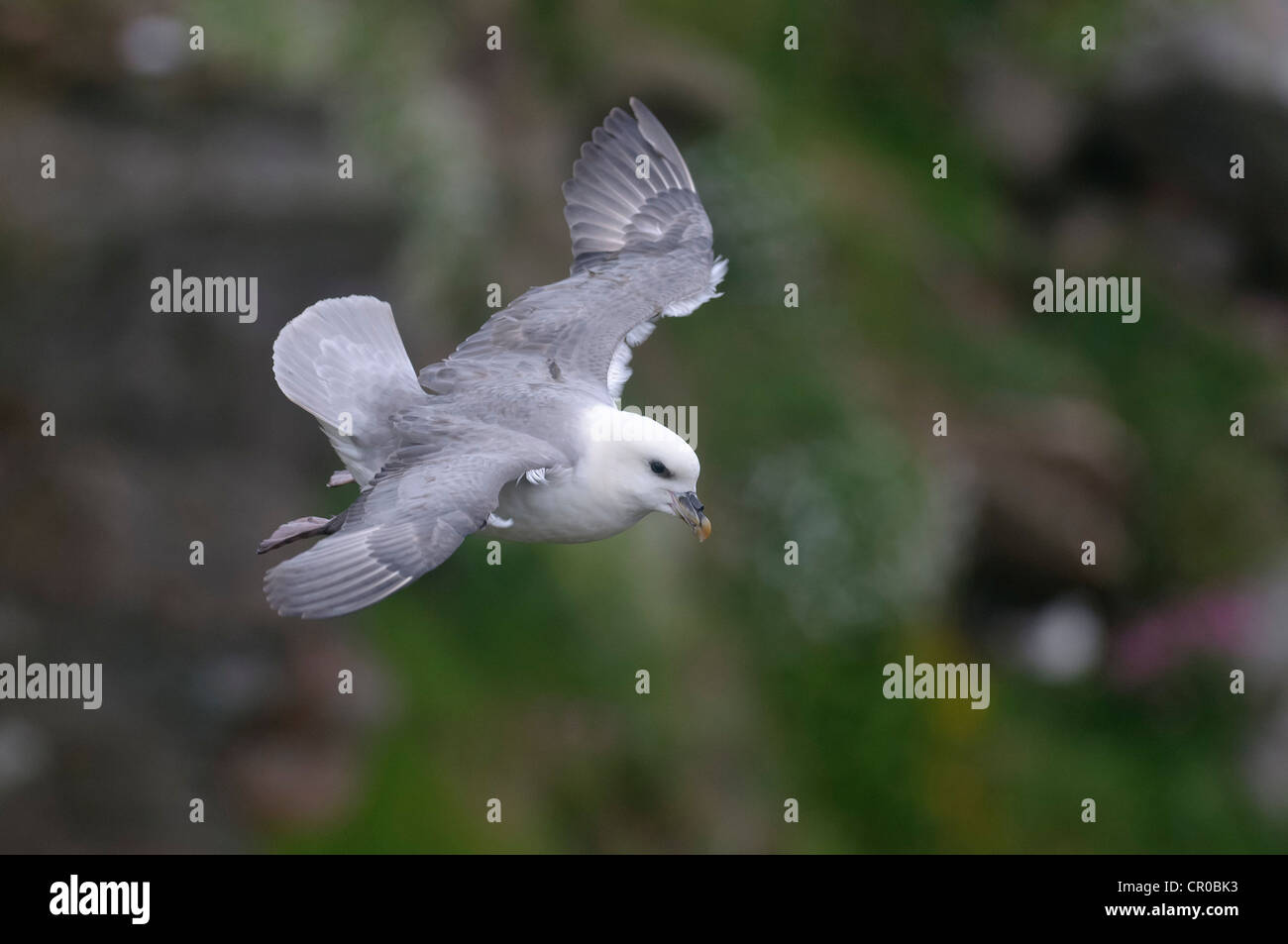 Northern fulmar (Fulmarus glacialis) adulto in volo in bilico sul vento forte da scogliera sul mare. Isole Shetland. Giugno. Foto Stock