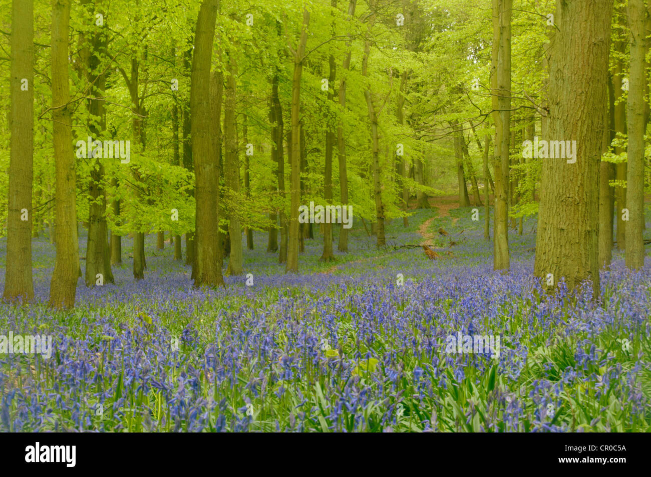 Soft focus vista di bluebell woodland in primavera. Ashridge foresta nel Hertfordshire, Inghilterra. Maggio. Foto Stock