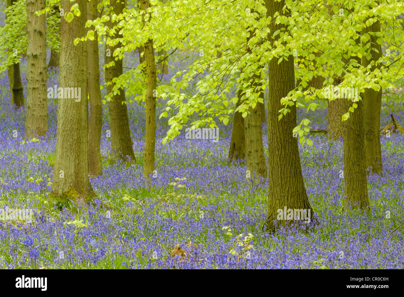 Soft focus vista di bluebell woodland in primavera. Ashridge foresta nel Hertfordshire, Inghilterra. Maggio. Foto Stock