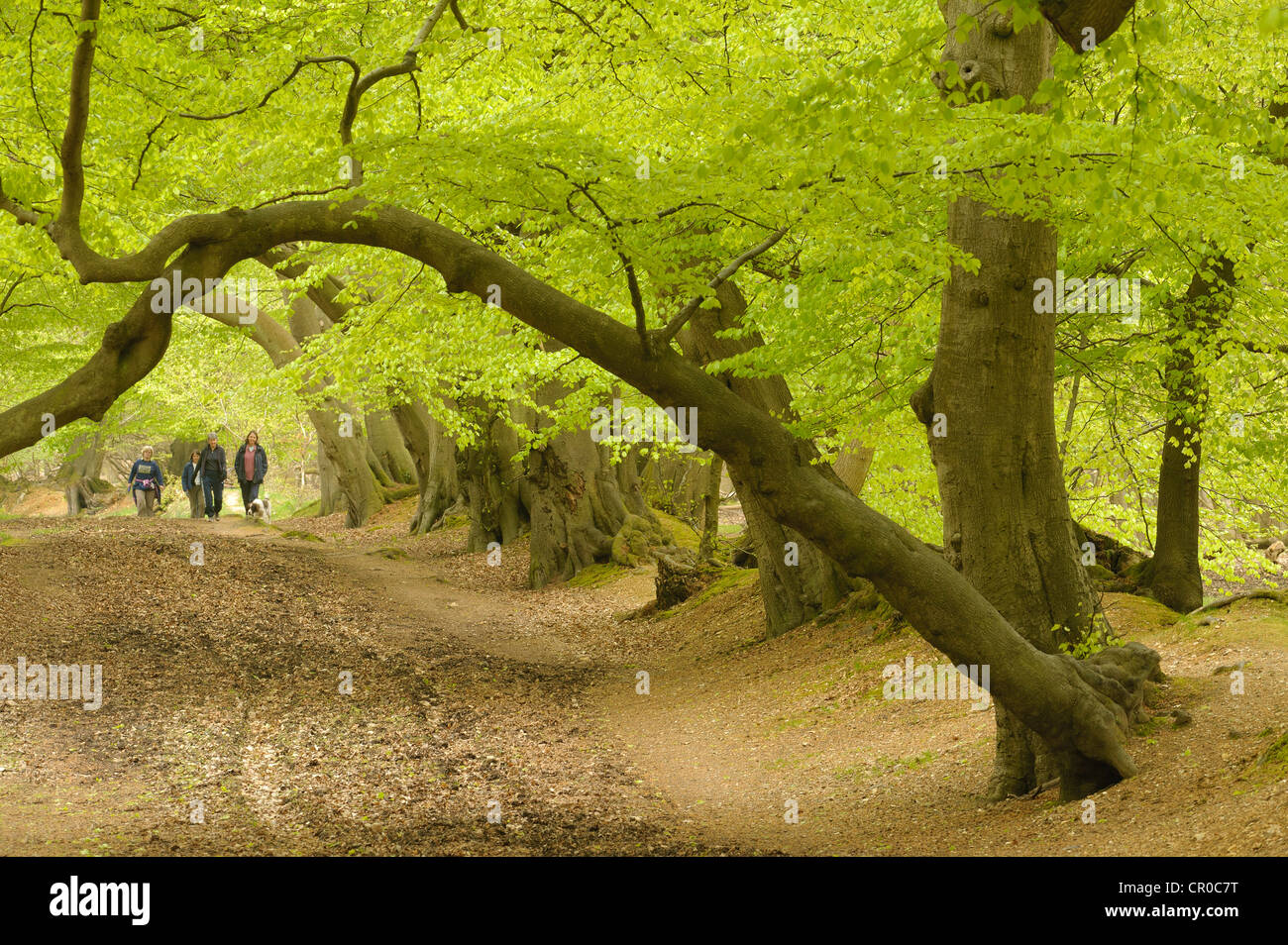 Gente che cammina nel bosco di faggio in primavera. Foresta Ashridge, Hertfordshire, Inghilterra. Maggio. Foto Stock