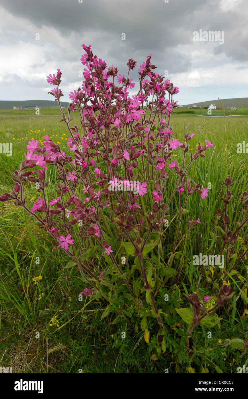 Shetland red campion (Silene dioica) in fiore nei pressi di Haroldswick sull isola di Unst nelle isole Shetland. Giugno 2010. Foto Stock