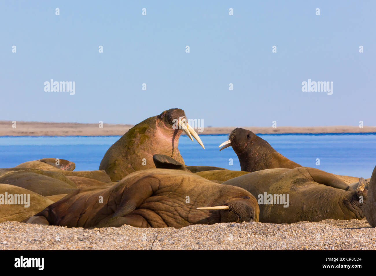 Trichechi sulla spiaggia, Spitsbergen, Norvegia Foto Stock