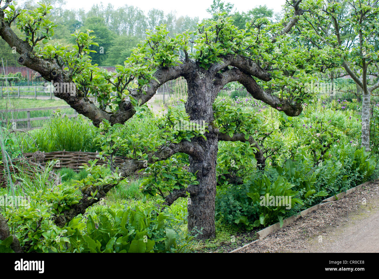 Apple a spalliera albero che cresce in un paese walled garden Foto Stock