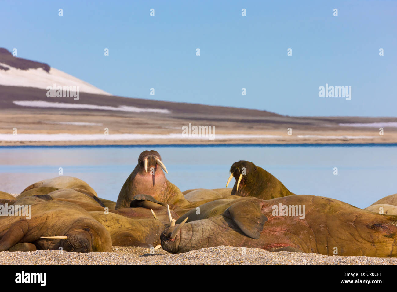 Trichechi sulla spiaggia, Spitsbergen, Norvegia Foto Stock