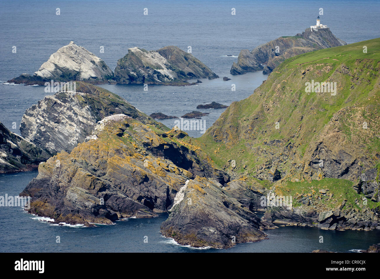 Scogliere sul mare, sindrome di Muckle Flugga lighthouse, e breeeding colonia di sule settentrionale (Morus bassanus) a Hermaness NNR, Unst, Shetland Foto Stock