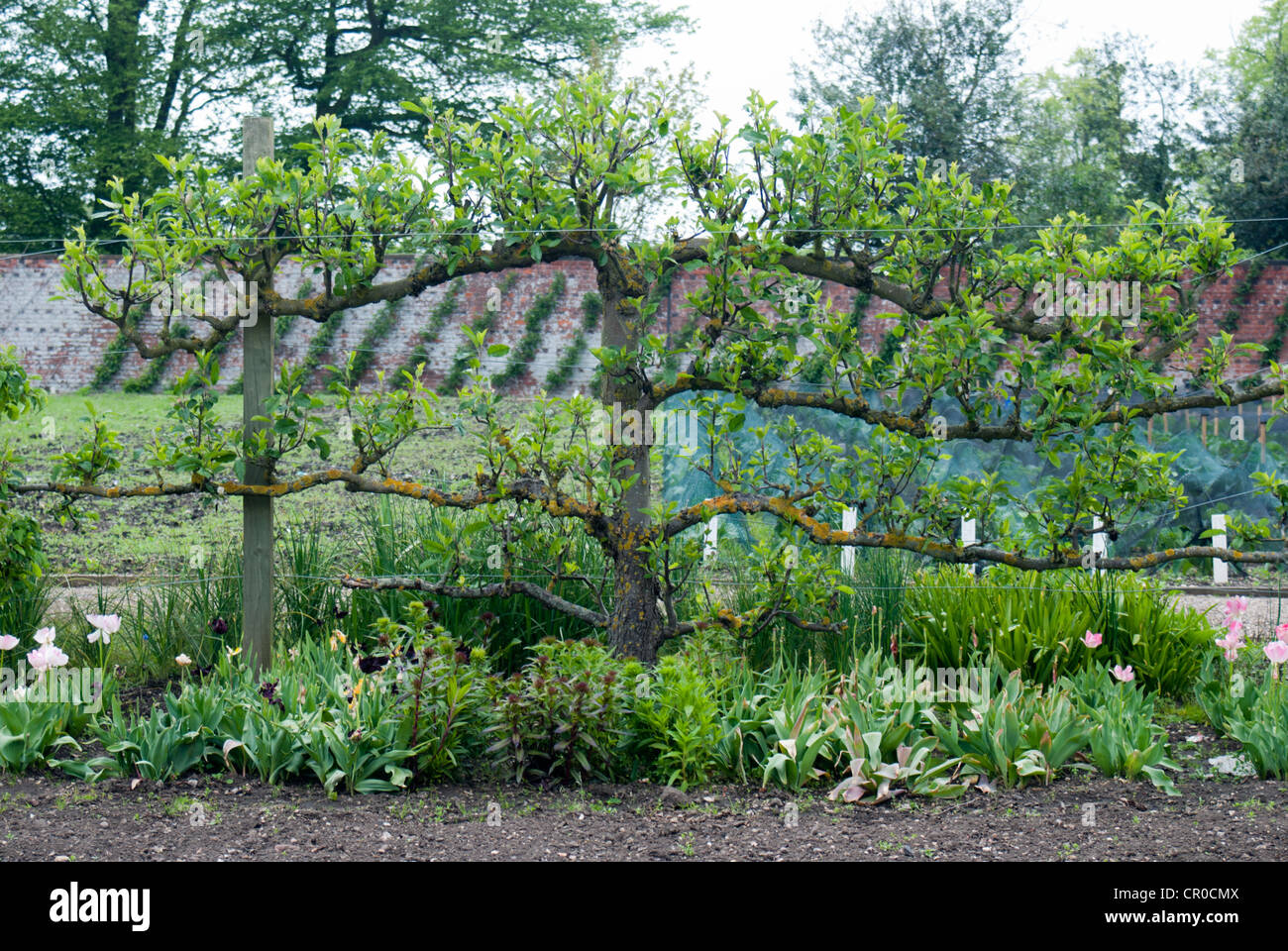 Apple a spalliera albero che cresce in un paese walled garden Foto Stock