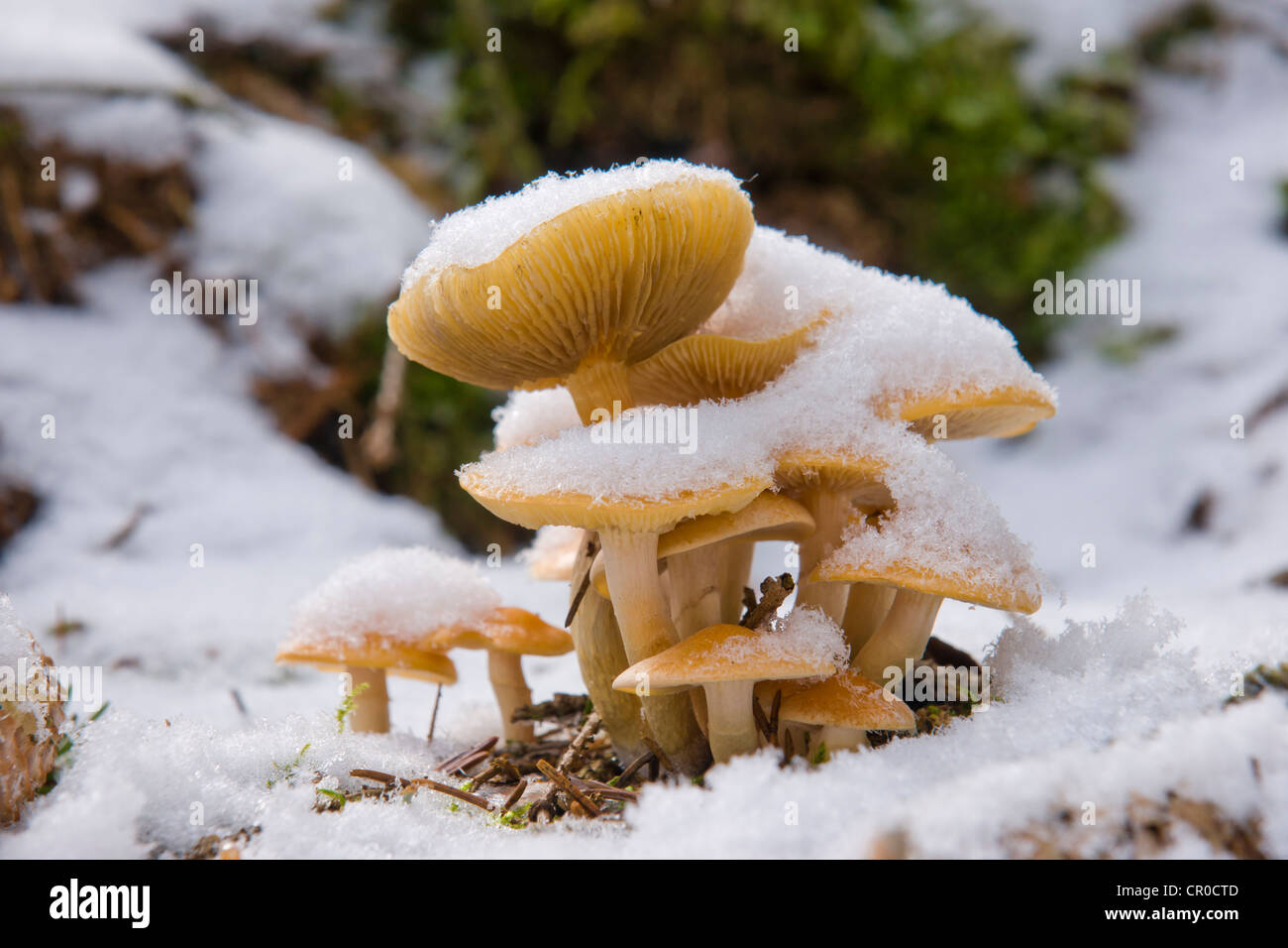 Verde-lasciato ciuffo di zolfo o cluster (woodlover Hypholoma fasciculare) nella neve Foto Stock
