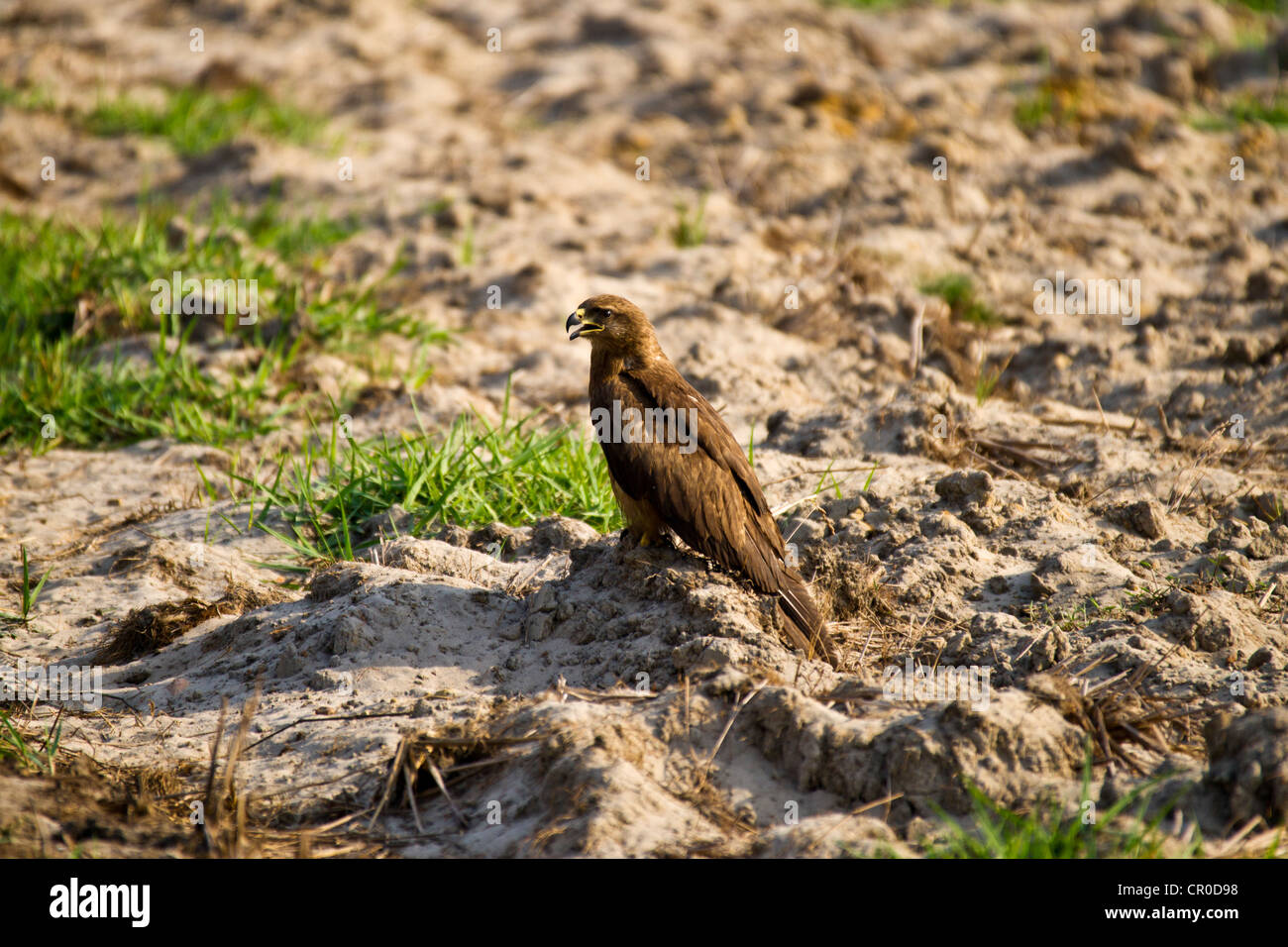 Il Nibbio bruno (Milvus migrans) è di medie dimensioni con gli uccelli rapaci nella famiglia Accipitridae Foto Stock