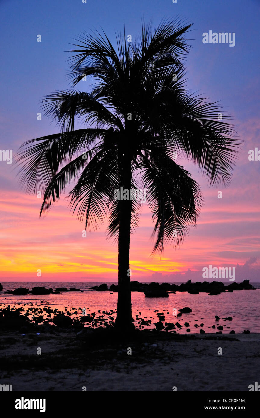 Palm in ultima luce della sera, Playa Ancon beach, vicino a Trinidad, Cuba, Caraibi Foto Stock
