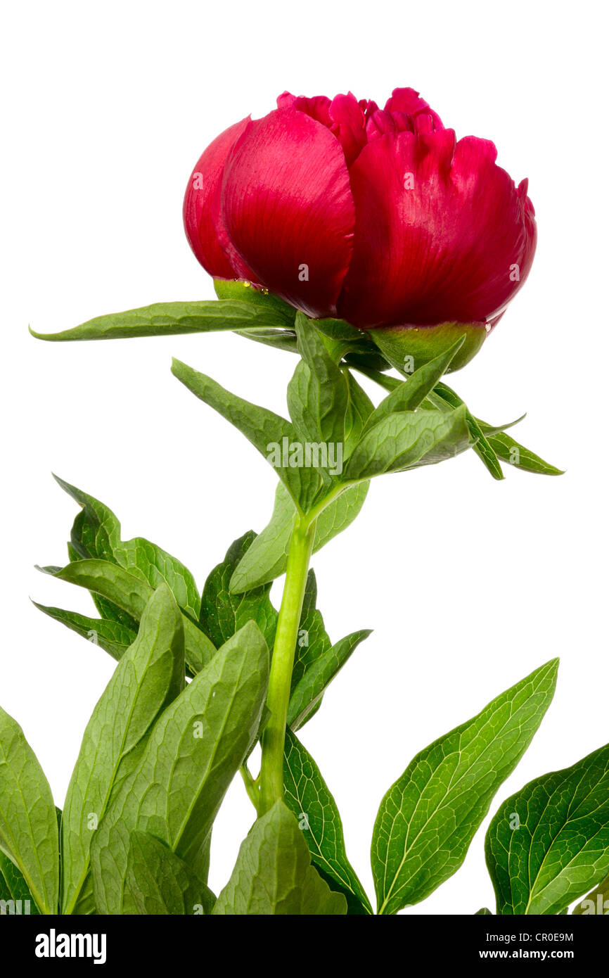 Peonia. Unico fiore rosso isolato su bianco Foto Stock