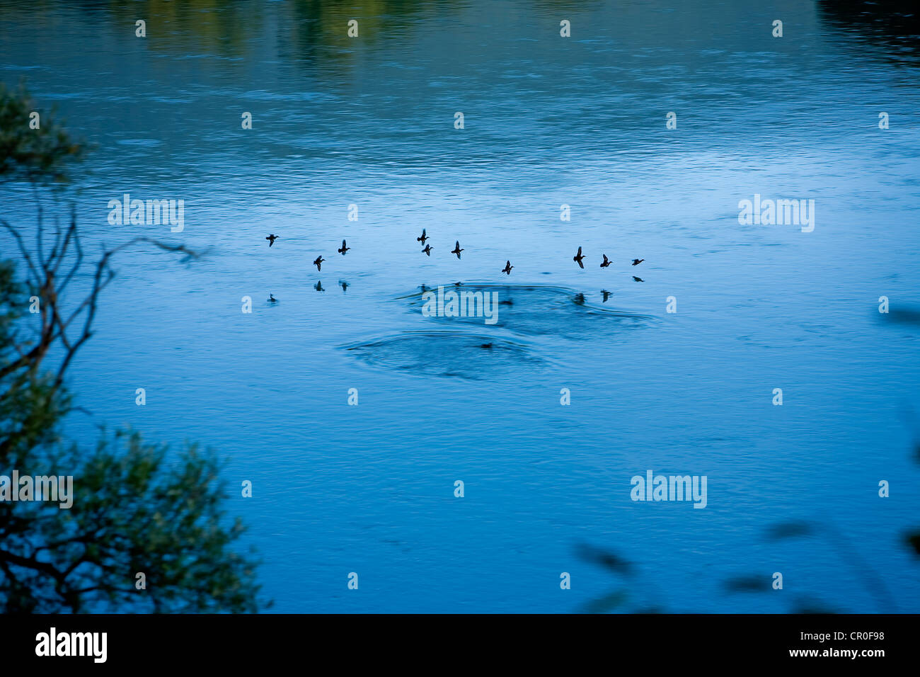 Francia, Ain, Seyssel, area protetta di Etournel, vicino contaminano de l'Ecluse Foto Stock