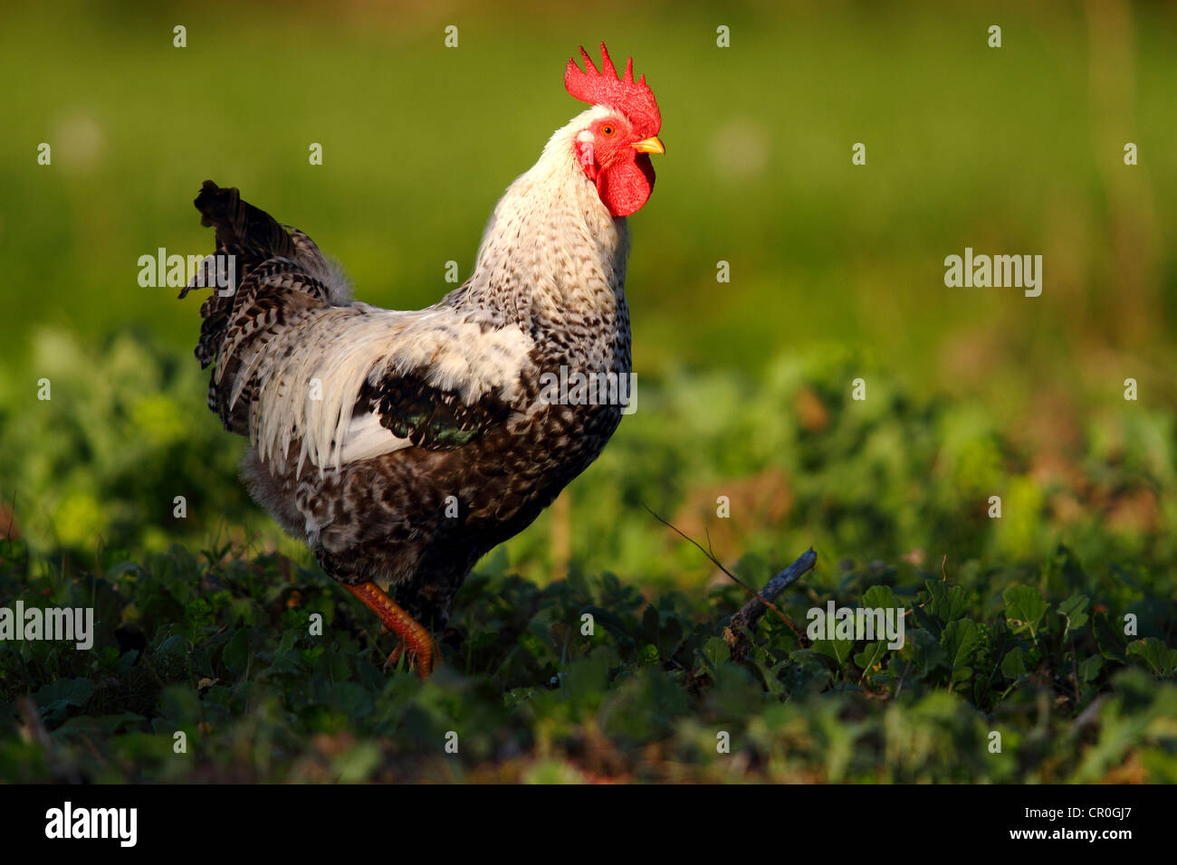 Pollo DOMESTICO (Gallus gallus domesticus), rooster in piedi nella patch di cavolo, isola baltica di Fehmarn, East Holstein Foto Stock