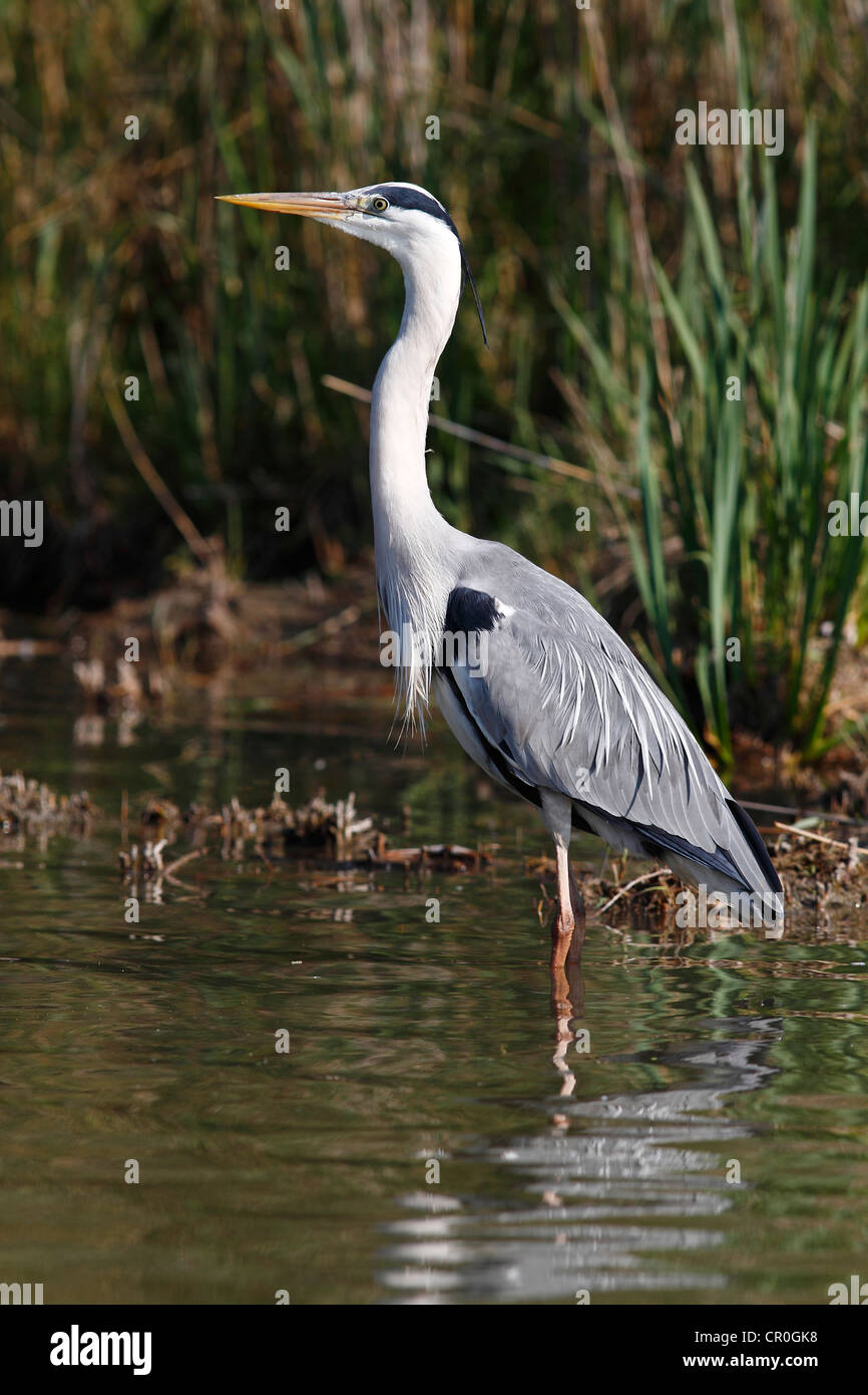 Airone cinerino (Ardea cinerea), in piedi sulla riva di un tratto di acqua, Camargue, Francia, Europa Foto Stock